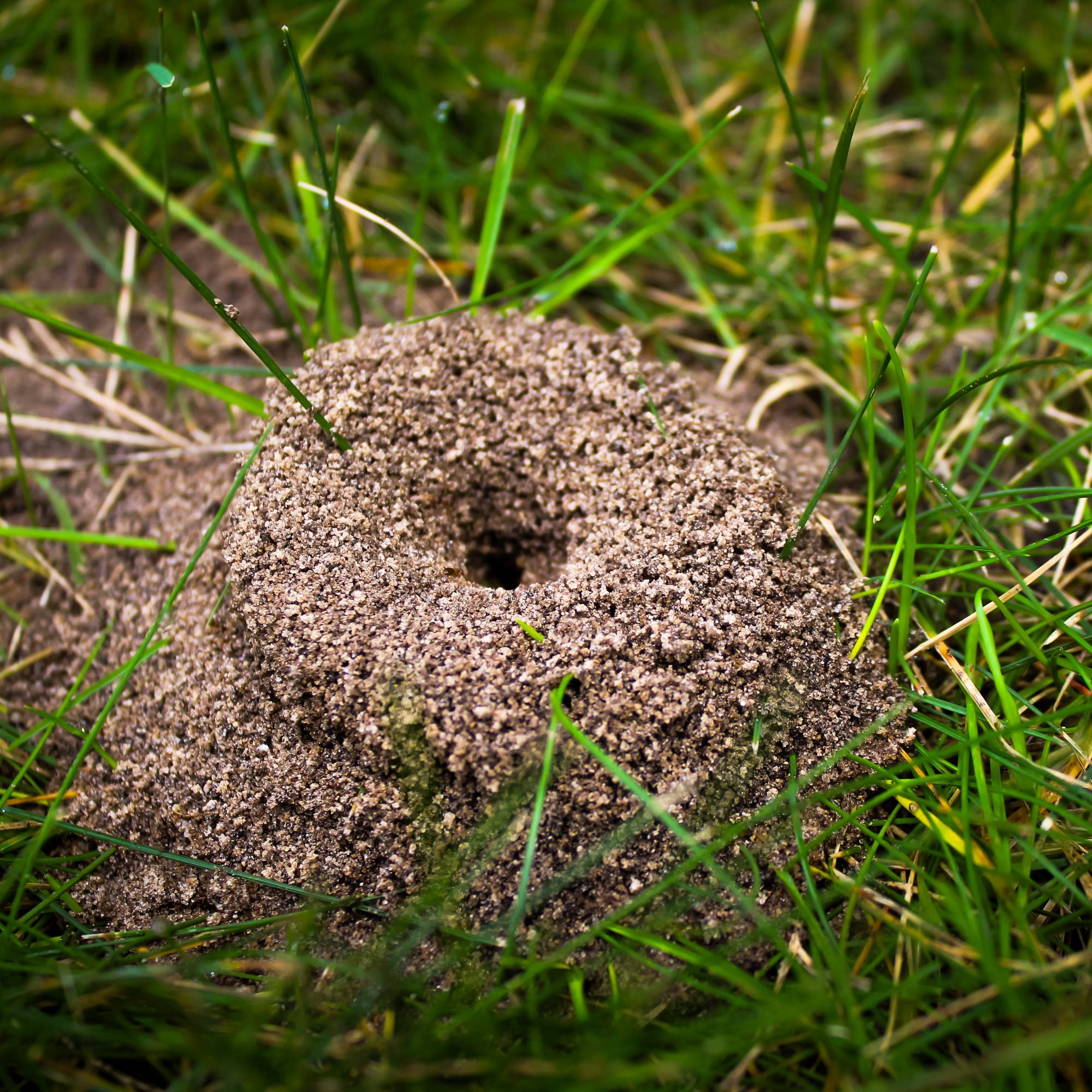 Ant hill in grass