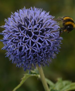 Globe thistles are attractive perennials that self-seed freely