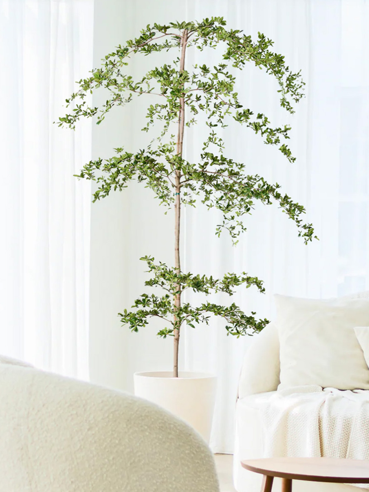 Black Olive Tree - Massive (5-6 Ft.)