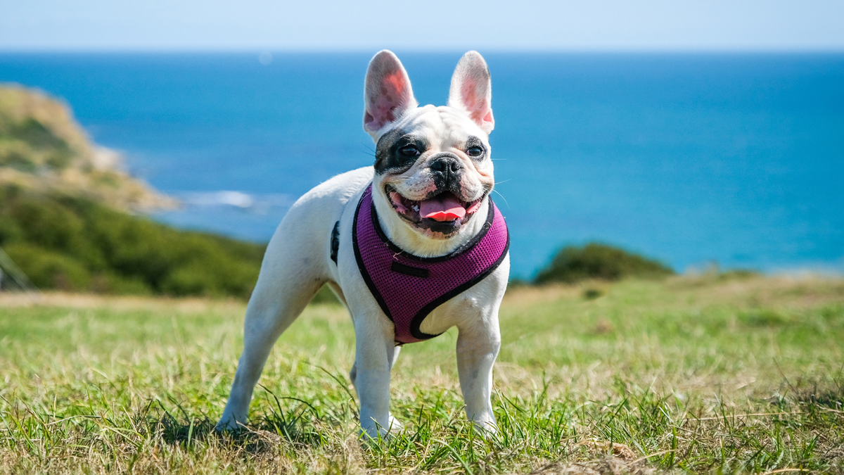 dog wearing a harness in front of a seaside and grass landscape