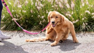 Golden Retriever scratching himself while out for a walk