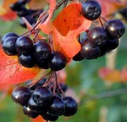 Aronia Melanocarpa-Viking, Black Chokeberry, 4-8" Tall Potted Plant, Great as a Potted Plant, or Specimin Garden Plant