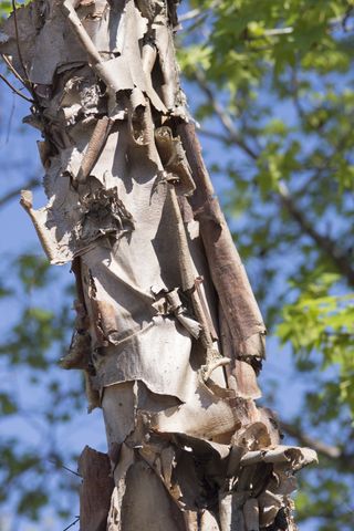 Layers of papery bark peeling from River Birch tree