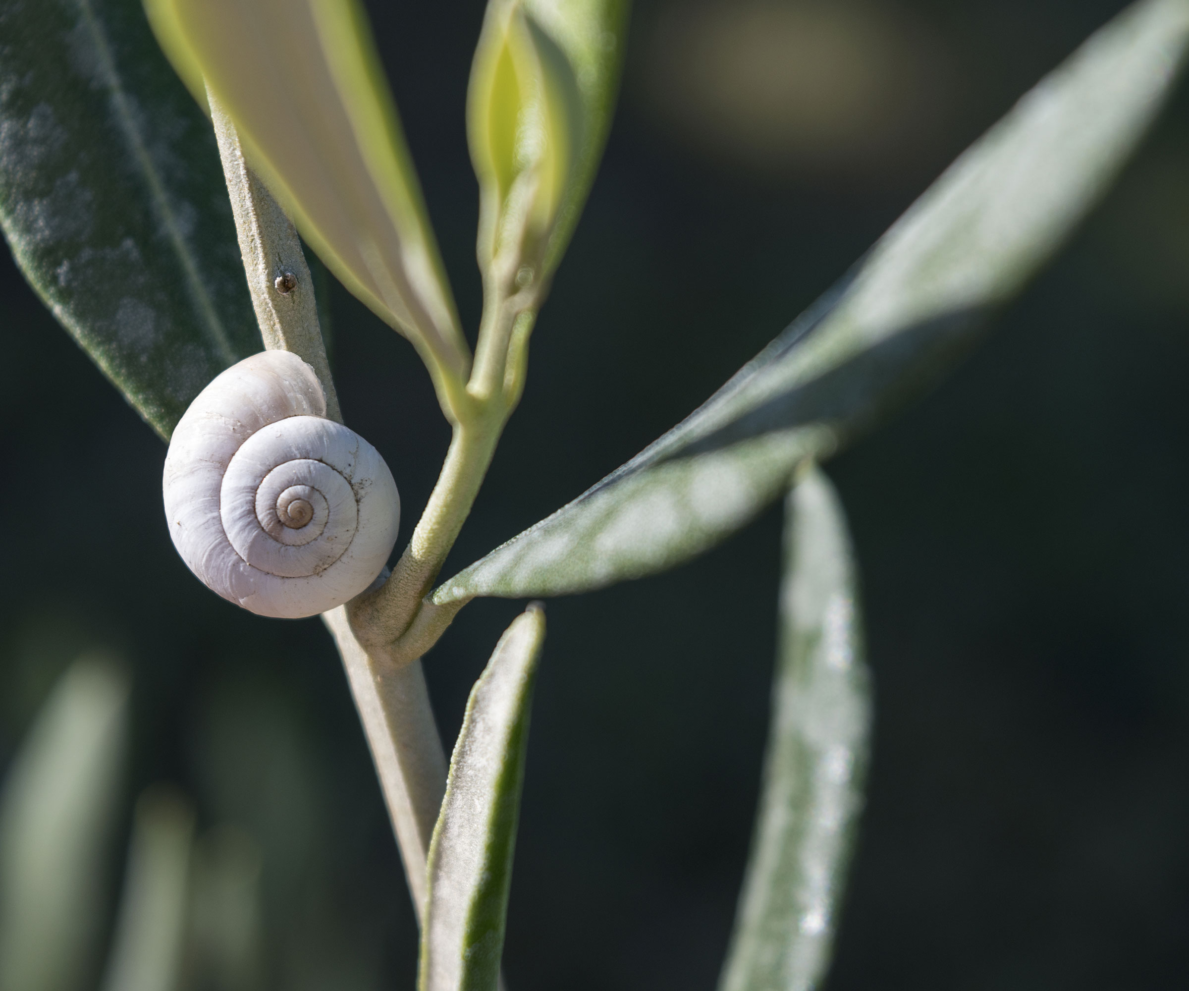 white snail crawling up sage plant