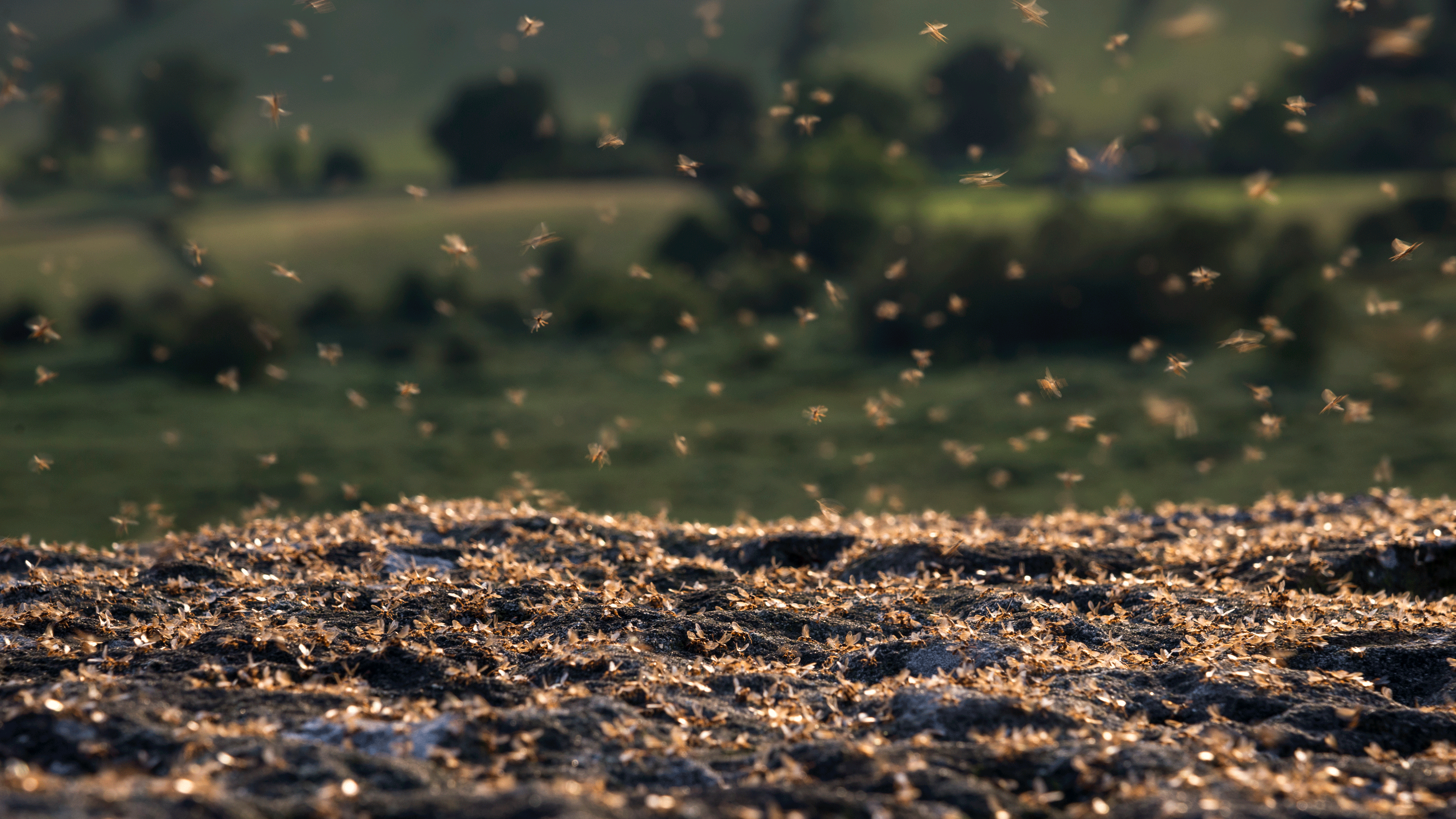 Flying ants