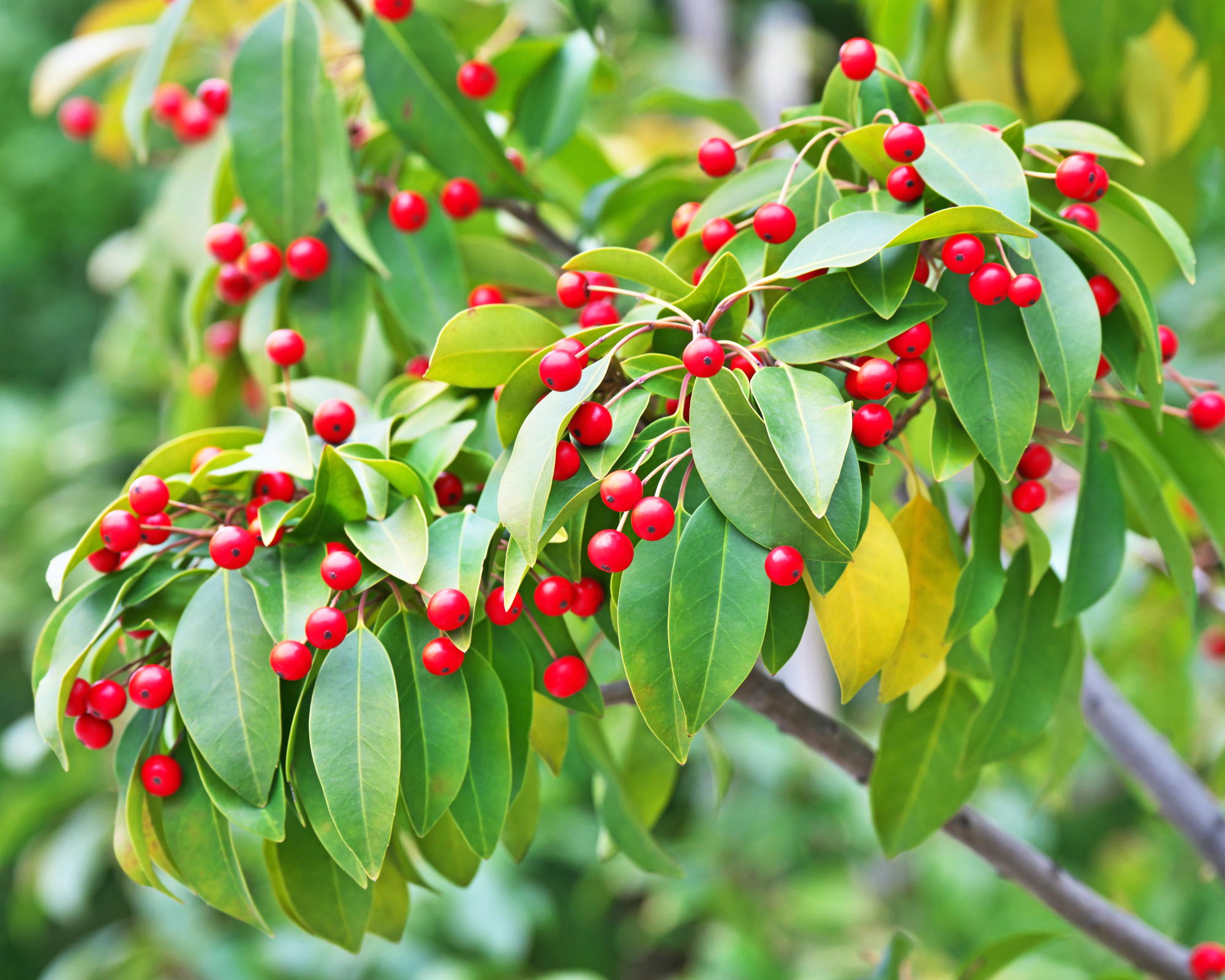 Longstalk holly tree with berries