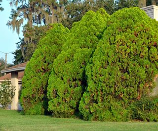 Thuja occidentalis planted as a privacy hedge
