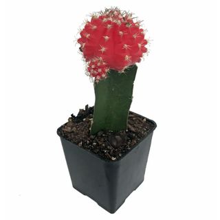 Red Grafted Moon Cactus