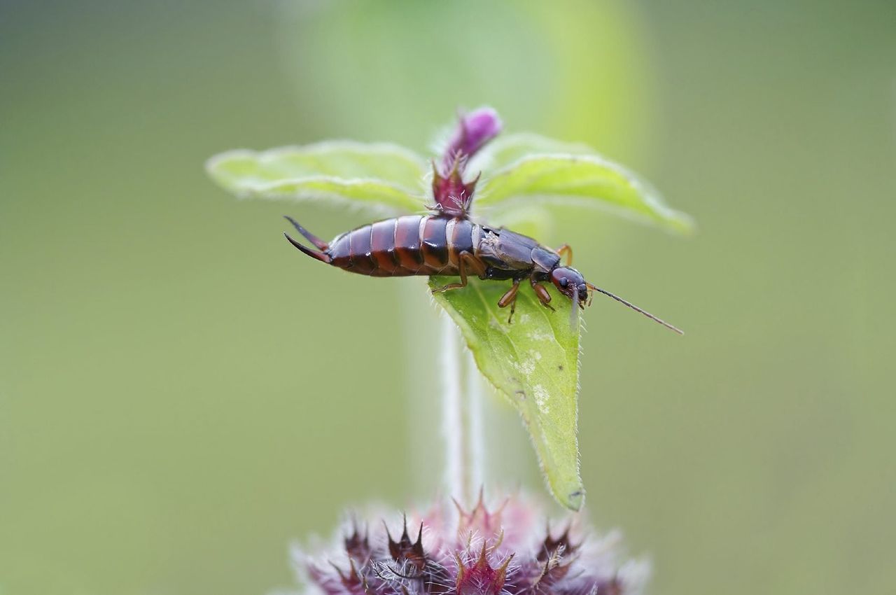 Earwig On Tiny Plant