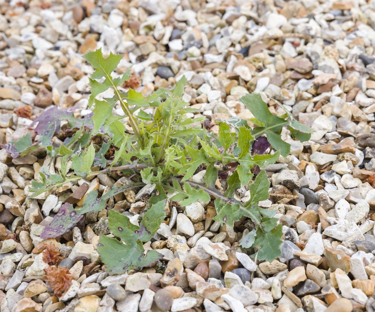 How to remove weeds from gravel tips to get rid of them Homes & Gardens