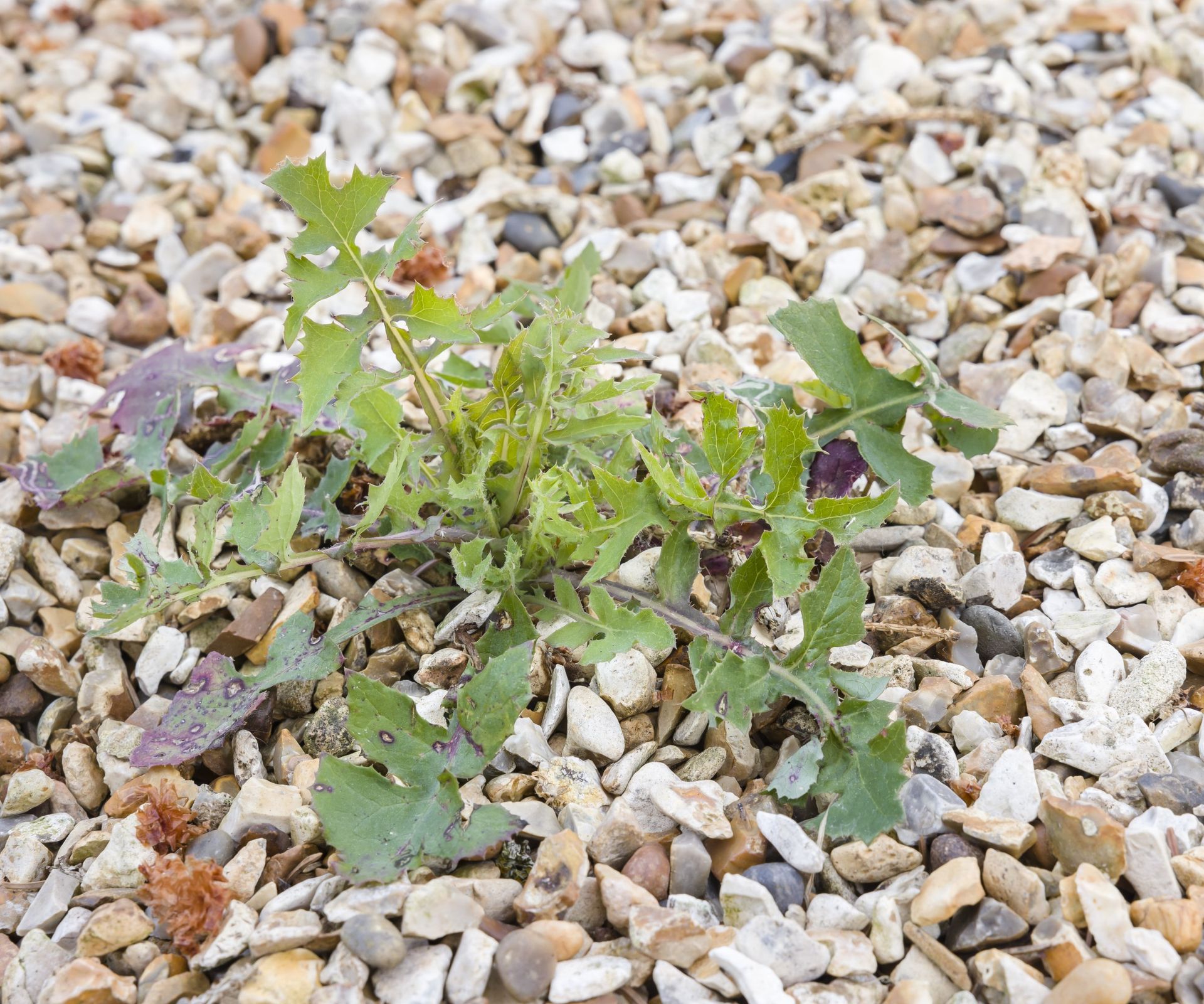 Can boiling water kill weeds? We ask the experts | Homes and Gardens