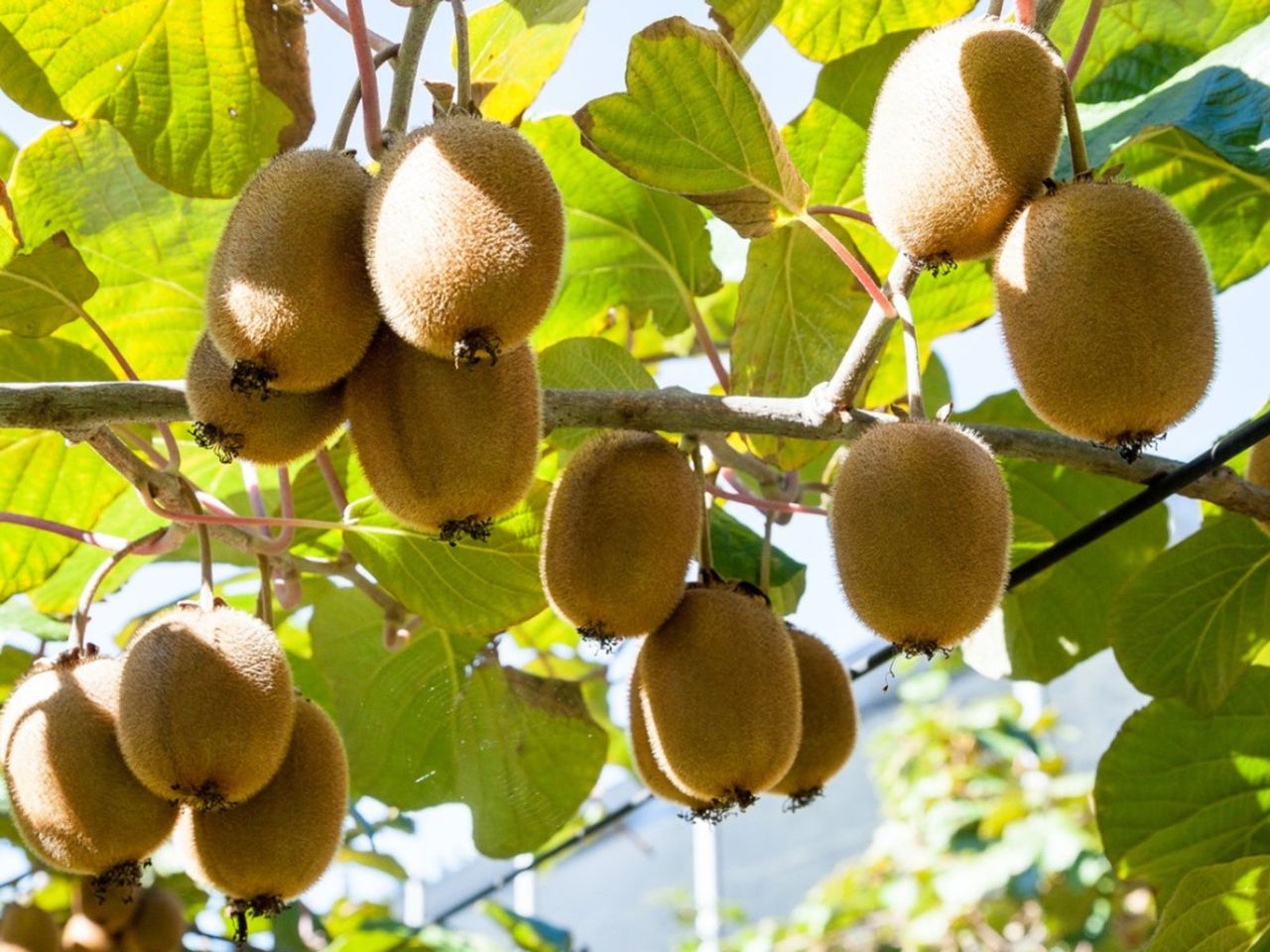 Kiwi Plant Full Of Fruit