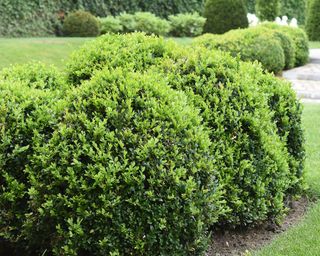 Boxwood shrubs growing in garden