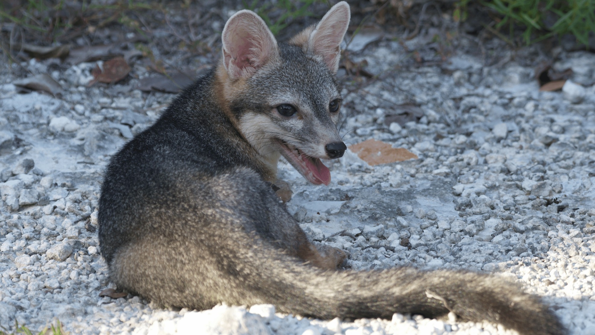 A photo of a Cozumel fox lying on stones after being released.