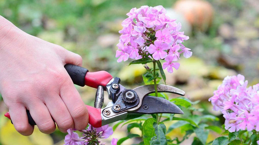 How to deadhead phlox top tips from flower experts Homes & Gardens