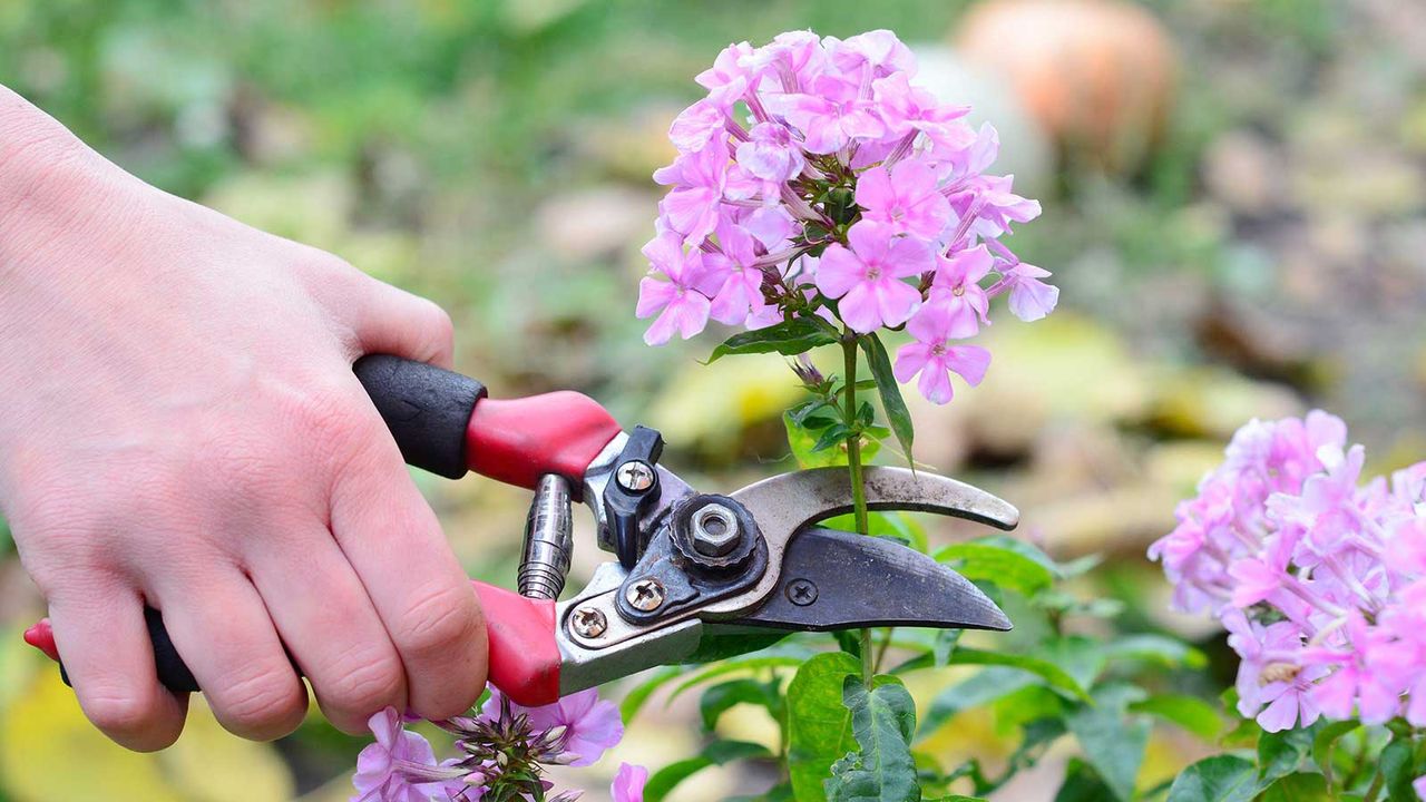 deadheading pink phlox