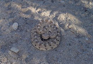 Poisonous desert creatures