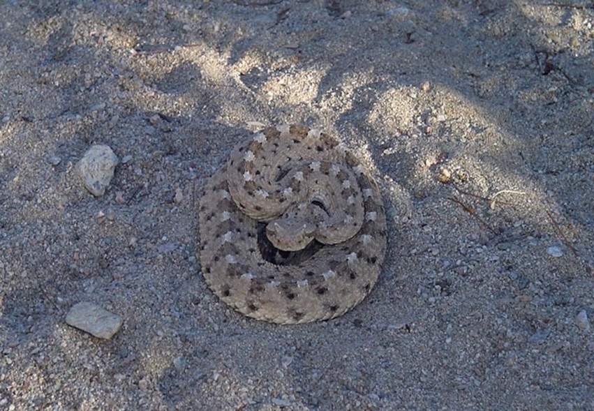 Photos: The Poisonous Creatures of the North American Deserts | Live ...