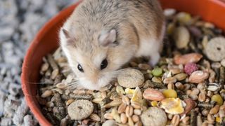 A hamster eating from a bowl of hamster food