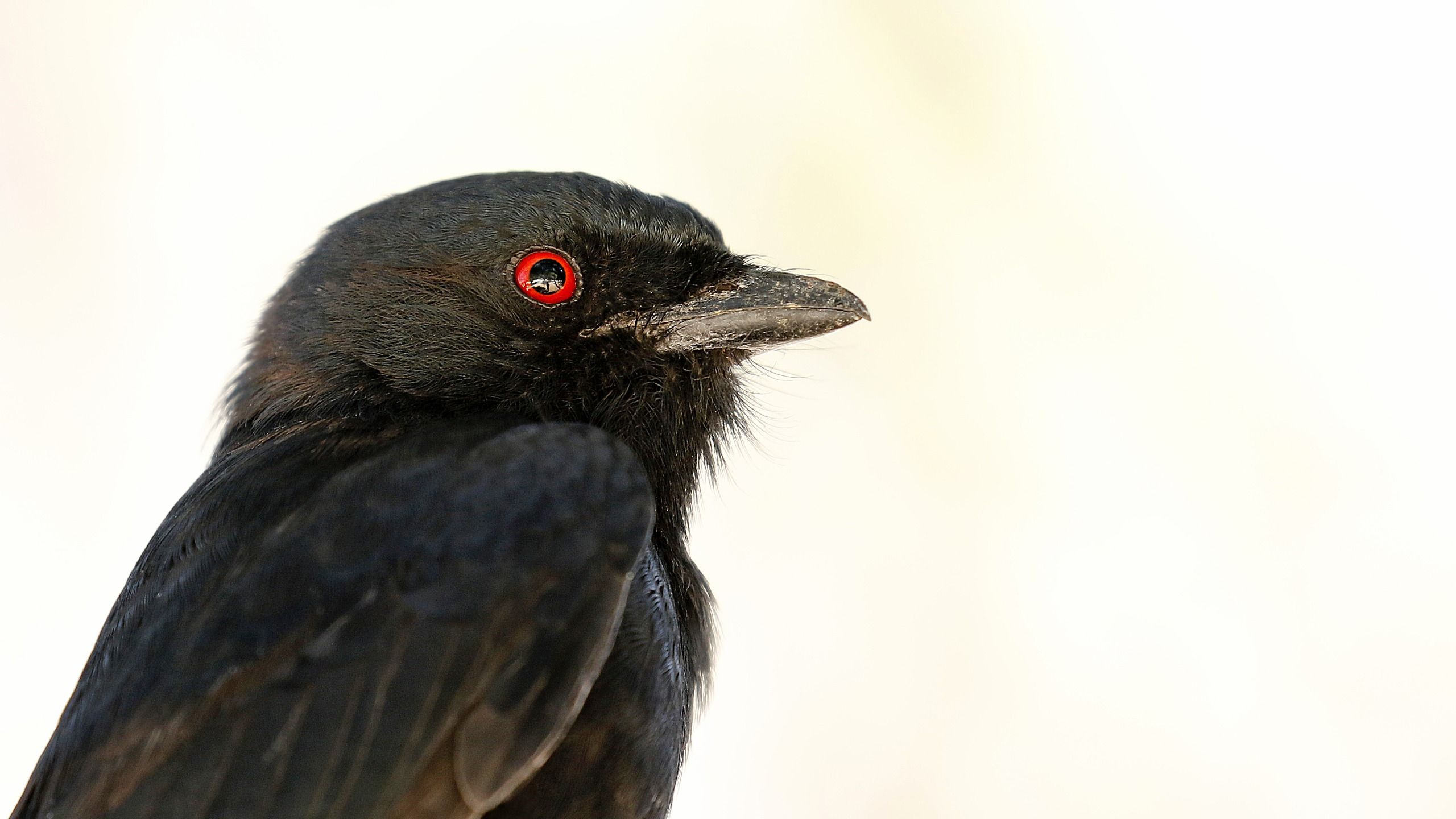 Can animals lie? This sneaky bird might be proof.