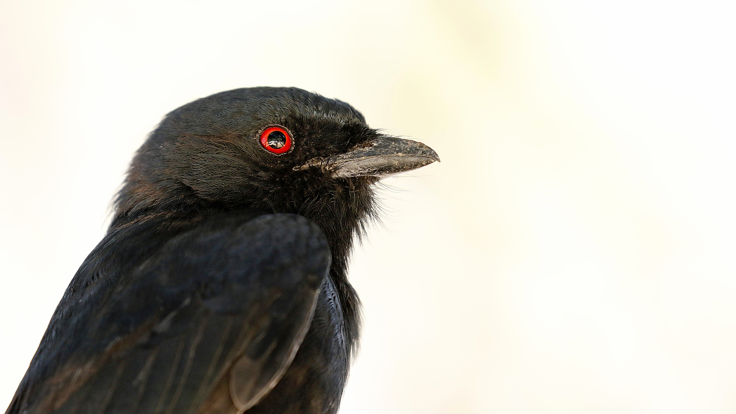 black bird with red eye on pale background