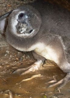 penguin