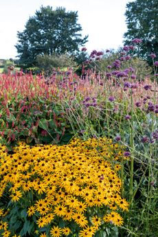 Bright-yellow rays of Rudbeckia fulgida var. sullivantii ‘Goldsturm’, with deep-pink Persicaria amplexicaulis ‘Firedance’ and the paler P. amplexicaulis ‘Rosea’. Kestle Barton, Cornwall, garden design by James Alexander-Sinclair. ©Mark Bolton Photography