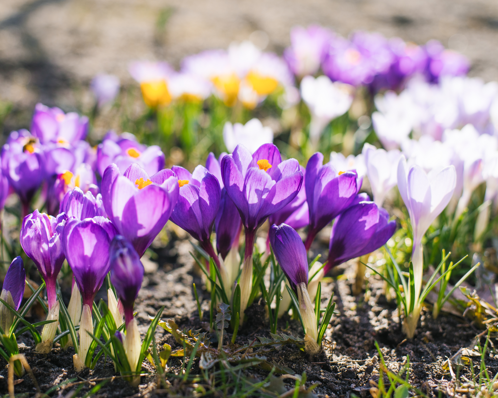 Spring crocus flowers bloom in the garden