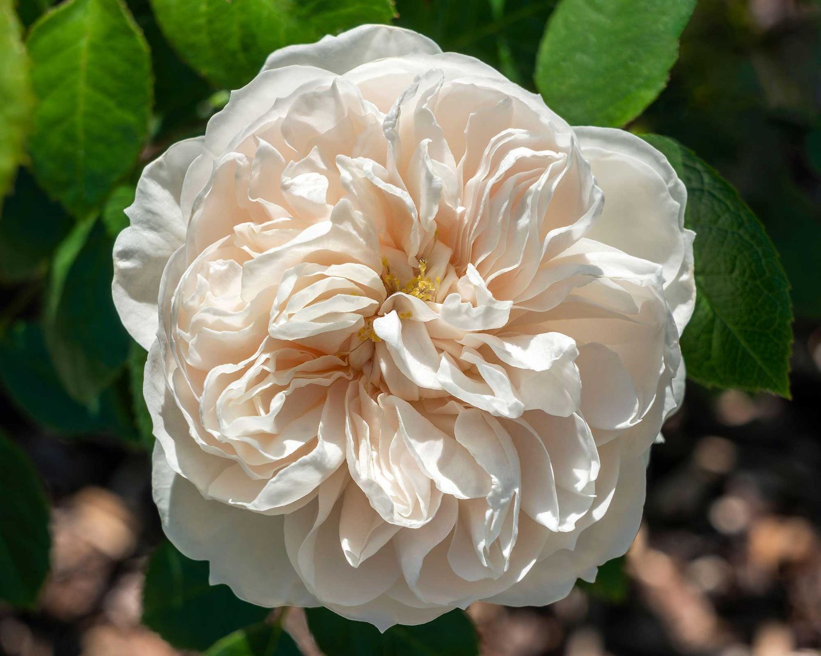 White Roses Repeat Repeat-flowering roses: 15 choices for blooms all summer | Gardeningetc