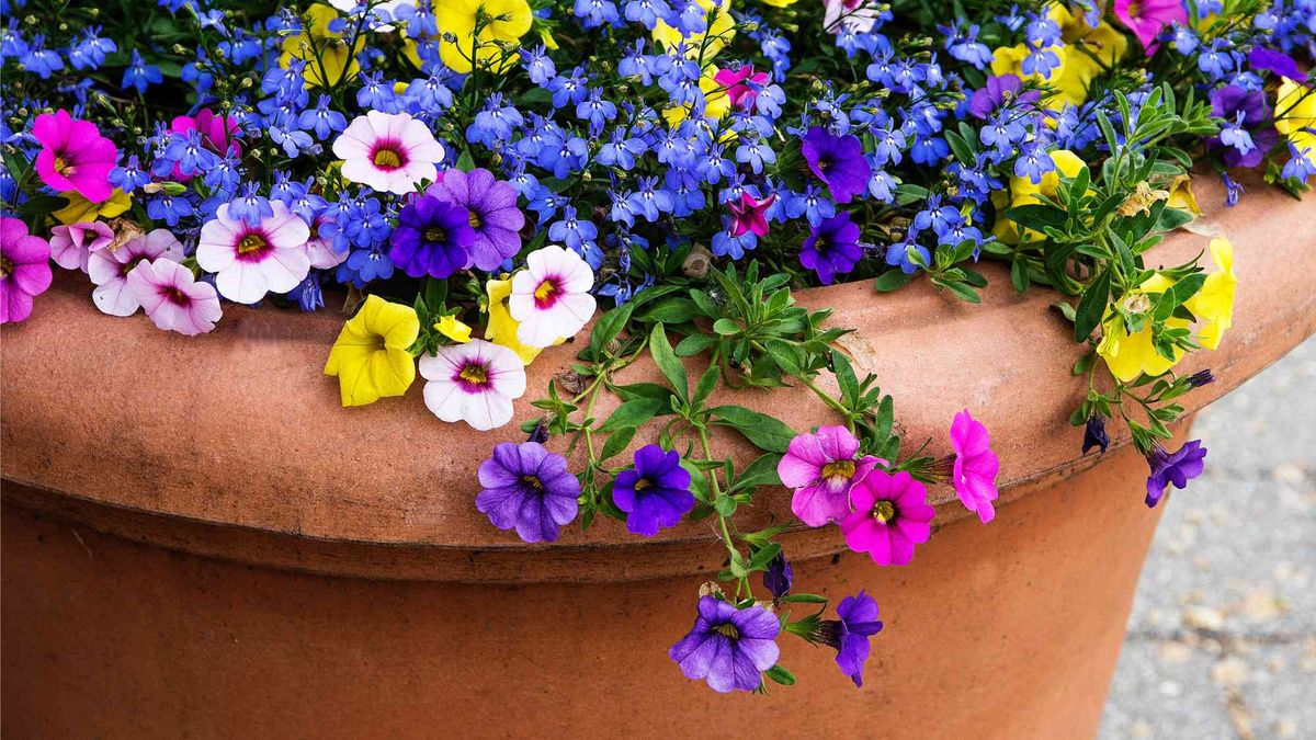 6 Cheap and Clever Ways to Fill Containers – Plants Will Look Better Than Ever & You’ll Save Money on Potting Soil