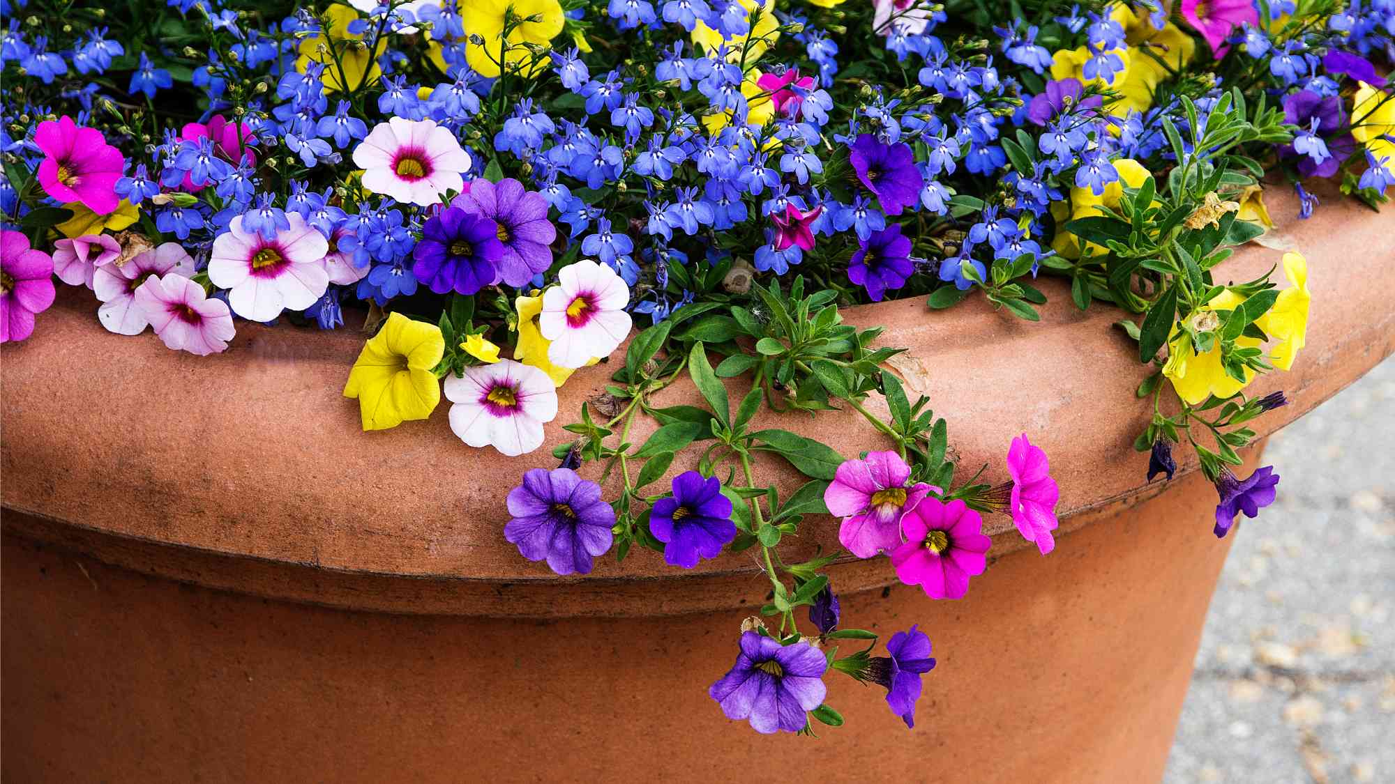 Flowers in enormous terracotta pot