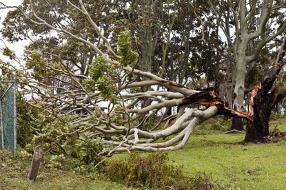 Giant Split Eucalyptus Tree