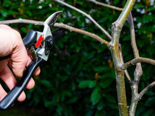pruning an apple tree with secateurs