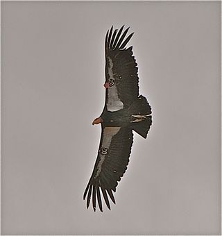 California Condor