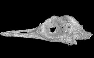 A CT (computed tomography) scan of Oculudentavis khaungraae. It even appears that the bird-like dinosaur's tongue is preserved, the researchers said.