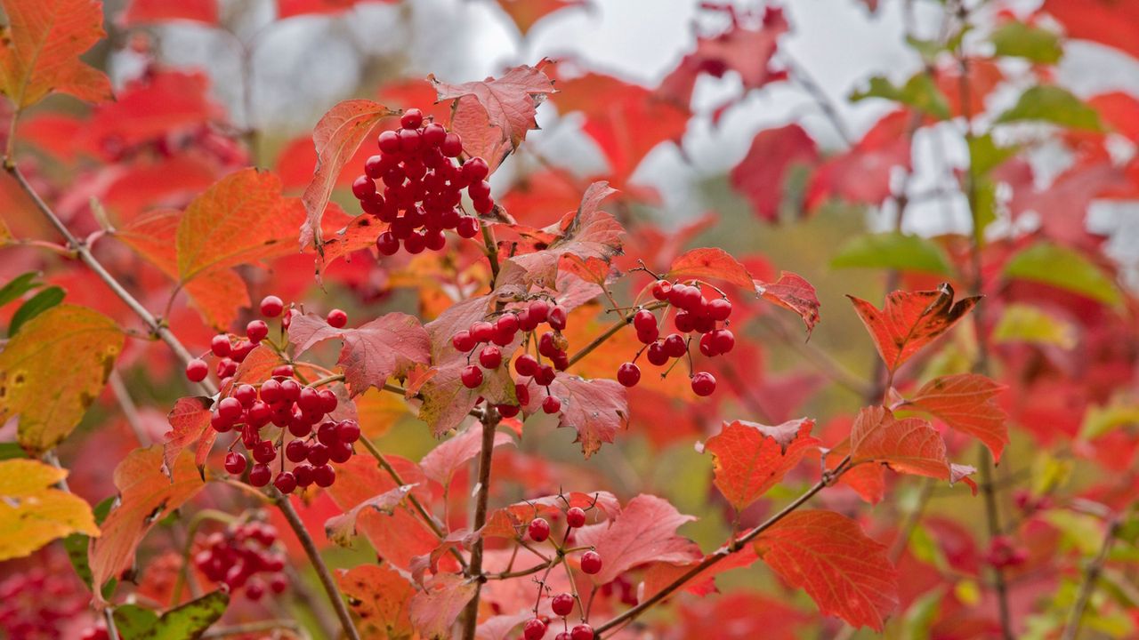 Red berries with red foliage of the snowball bush, Viburnum opulus, in the fall