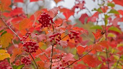 Red berries with red foliage of the snowball bush, Viburnum opulus, in the fall