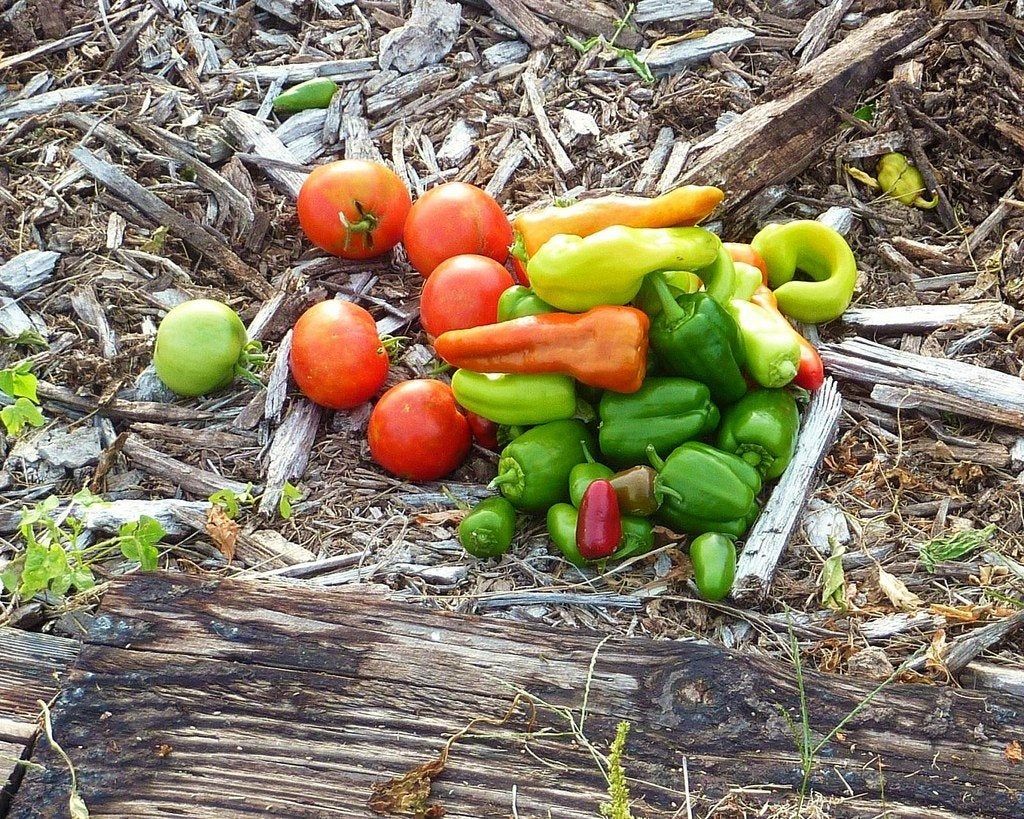 Pile Of Vegetables From The Garden