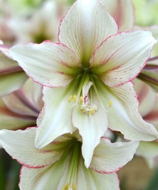 white and pink amaryllis in bloom
