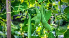 Fava beans growing
