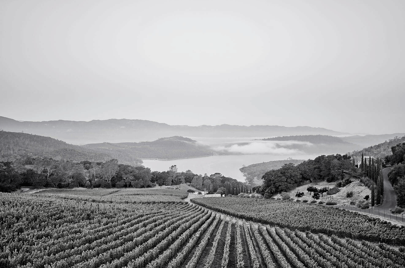 Bryant Family Vineyard