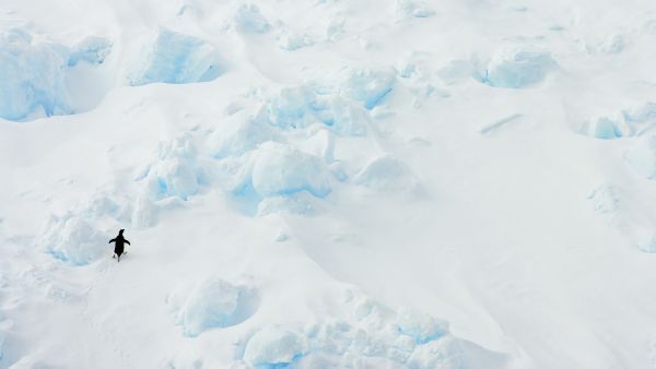 British explorers Justin Packshaw and Jamie Facer Childs are on an 80-day trek across Antarctica. Here, a penguin waddles on drift ice in the Antarctic’s Weddell Sea.