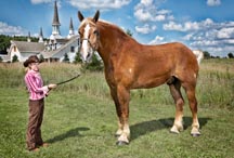 Big-Jake-Tallest-Horse-New.jpg