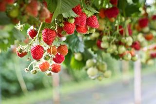 spring garden jobs: strawberries