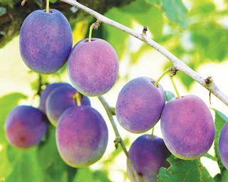 Marjorie's Seedling plums ripening on the tree