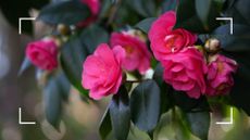  picture of pink camellias in garden