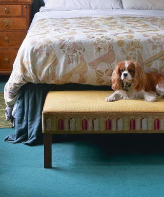 A Cavalier King Charles Spaniel on a yellow patterned ottoman at the end of a bed with patterned bedding on a bright blue carpet with a brown wooden chest of drawers with brass detailing in the background