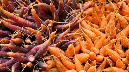 carrot harvests of Purple Haze and Rondo
