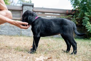 Puppy being fed a treat