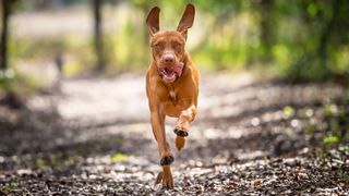 One of the best dogs for runners, a Vizsla running along a forest path